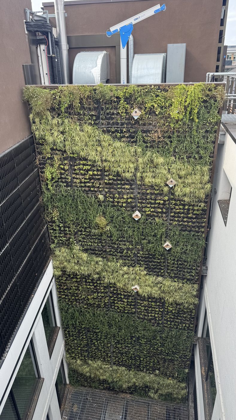 Replanted living wall in a London lightwell, green from top to bottom