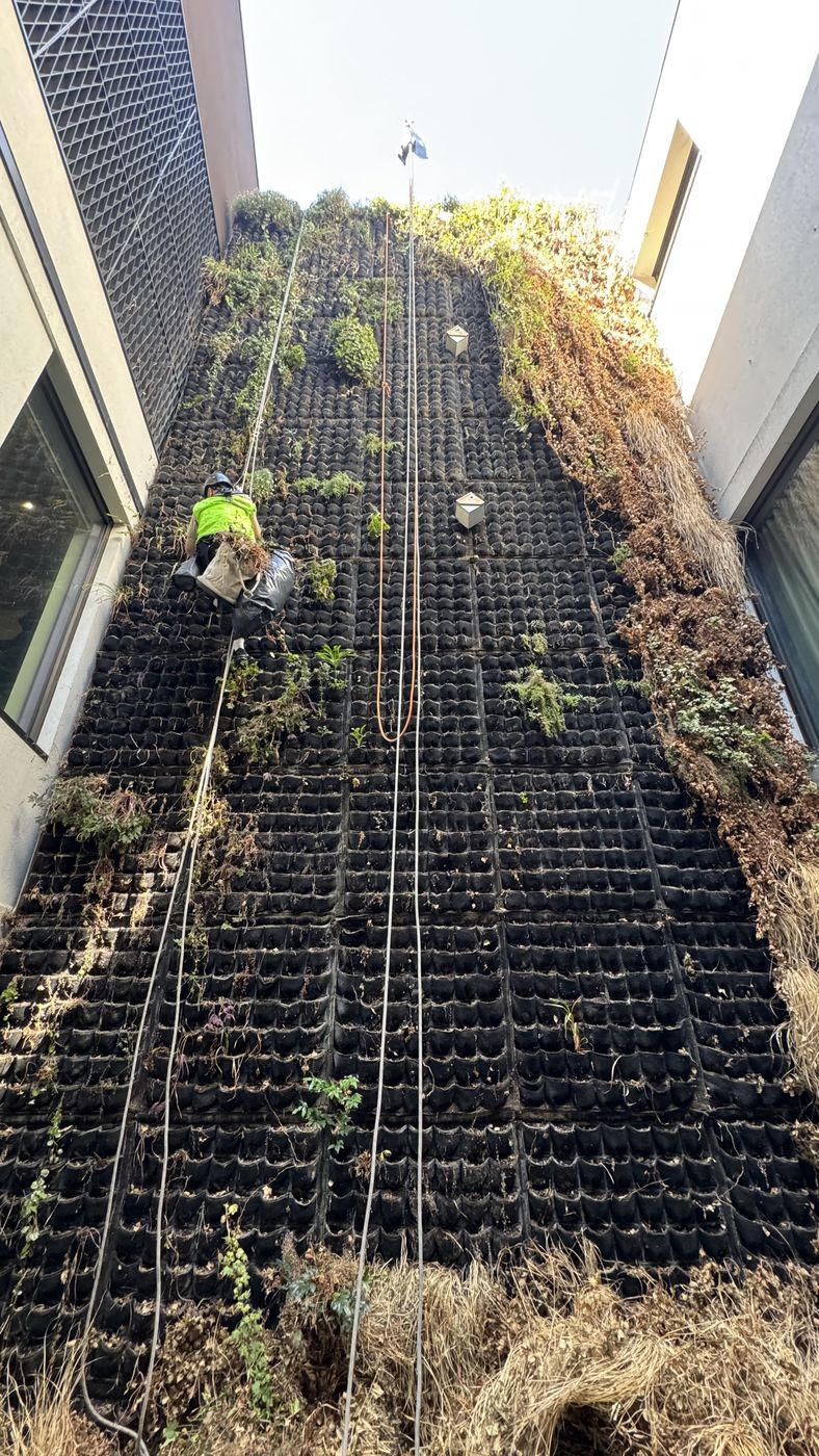 Failed living wall in a London lightwell with bare modular cells and dead growth